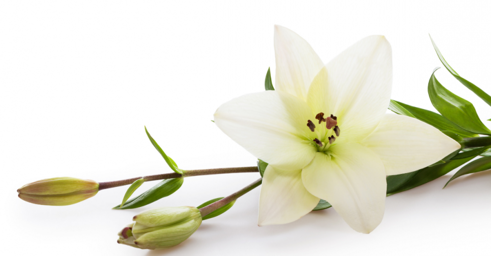 Lilies on white background